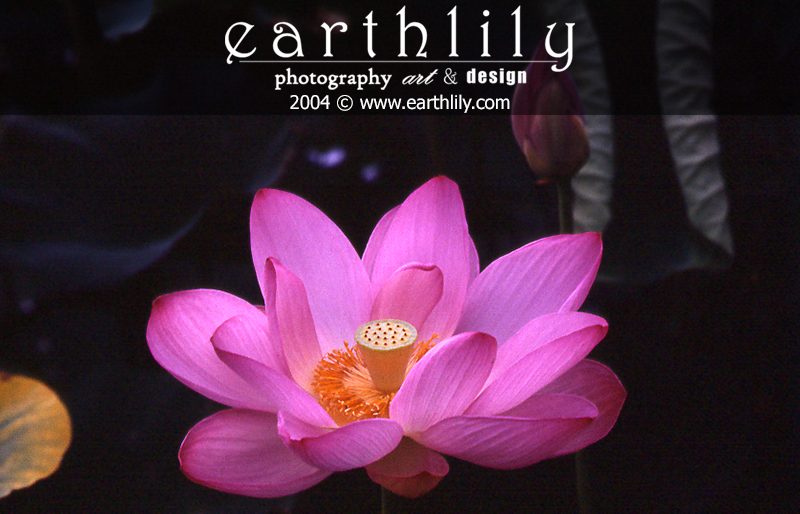 Lotus